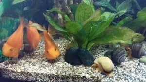 Рыбки попугай гибридный в аквариуме 240 литров!