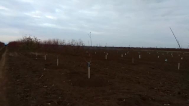 Защита молодых деревьев от зайцев / Картон как средство защиты / tree protection from hares смотреть онлайн