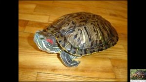 Ошибки при содержании черепахи  Почему нельзя держать черепах на полу