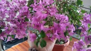 Цветение бугенвиллии Сабина#Bougainvillea#сабина#цветы#экзотическиецветы#растение#bougainvillea#九重葛