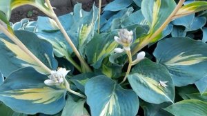 #хостаДримКвин #цветы /Хоста Дрим Квин( лат. hosta Dream Queen). Цветёт, что дальше?