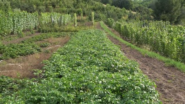 Картофель ГАЛА - наш любимый сорт смотреть онлайн