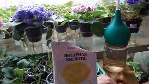 Фиалки. Нить для фитиля.Новые и старые сорта фиалок. Помогаю расти деткам.