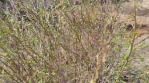 Картофель «Жуковский ранний» СуперЭлита от Сибирского АгроСоюза?Дела Деревенские.