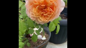 David Austin Rose-Grace