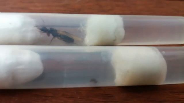 НОВАЯ МАТКА ? Опять??? Solenopsis sp. (Fugax) смотреть онлайн