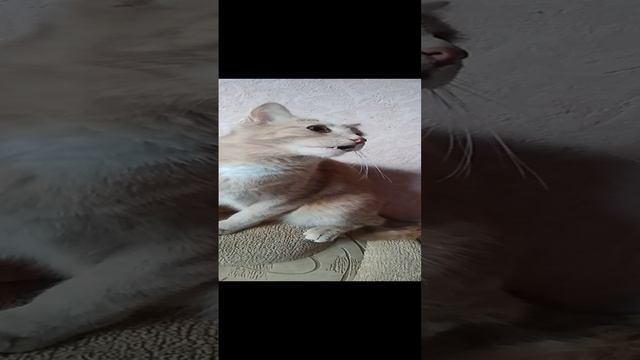 Злой кот