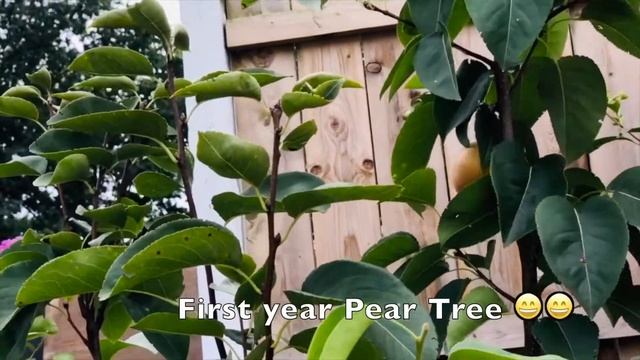 #30 What's still blooming in my Garden in September/David Austin Roses/Bathsheba/Teasing Georgia смотреть онлайн