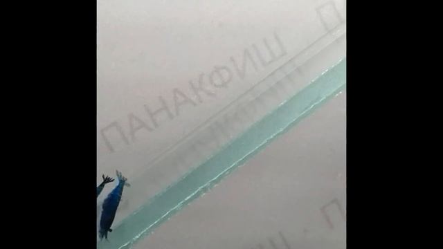 Креветка "Блю дрим" (Neocaridina heteropoda "Blue dream") смотреть онлайн