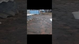 выпойка телят и наш режим работы