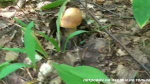 ТИХАЯ ОХОТА. БЕЛЫЕ ГРИБЫ.ПОДОСИНОВИКИ В МАРИЙ ЭЛ.#ГРИБЫ#