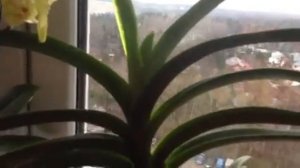 Ванда - орхидея ! Мой уход. Наращивает листик, детку и цветонос;)??✨