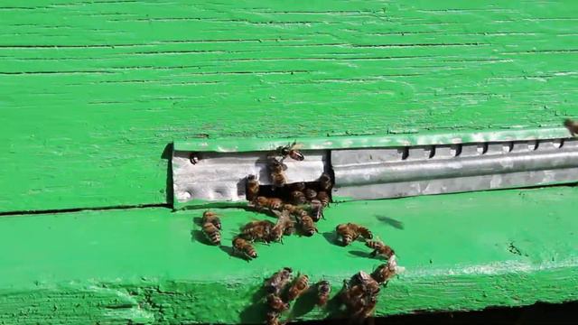 Пчелы, пасека, пчелы крупным планом, bees,  apiaryg