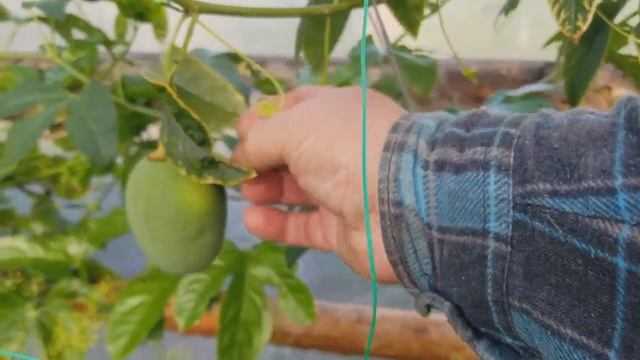 Пассифлоры плодовые. Обзор в конце лета. смотреть онлайн