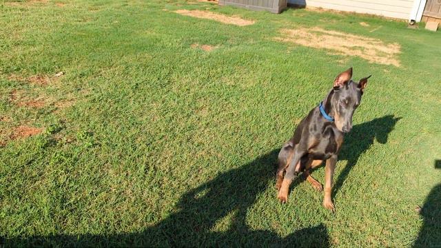 Google Pixel 6 Pro 4k 60 test - Doberman Pinscher doing tricks for a buffalo treat смотреть онлайн