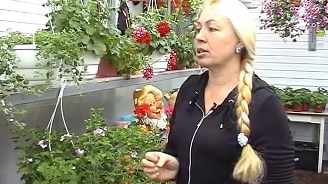 Ампельные растения для сада и балкона.  Выбираем лучшие.