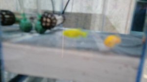 Мальки данио