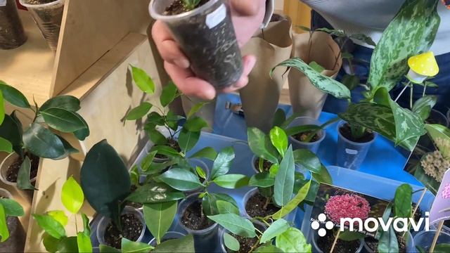 Выставка-ярмарка цветов. Ст. Каневская 26.02.23 Самое большое количество участников! Часть 1 смотреть онлайн