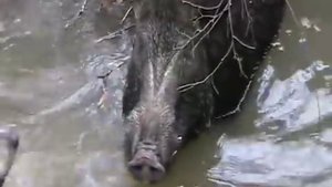 Охота на кабана с собаками - странный клип