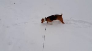 Бигль зимой.
Beagle winter