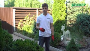 Самшитовая огневка. Уход за самшитом в новых условиях. ЧТО делать чтобы самшит не сьели?