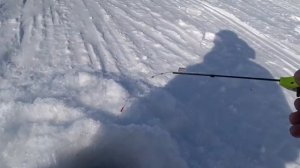 КРУПНАЯ ПЛОТВА ,ОКУНЬ, ЛЕЩ НА БЕЗМОТЫЛКУ!! Рыбалка на Оби в отличной компании часть 1.