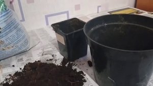 Лимон Вариегатный не растет после покупки. Пересаживаю в новый горшок.