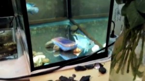 Мои новогодние рыбки Наннакара неоновая ...наннакара блю неон электрик, в англ. Nannacara Neon Blue