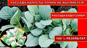 РАССАДА КАПУСТЫ никогда не вытянется и будет КРЕПЫШОМ! Выращивание Супер Рассады