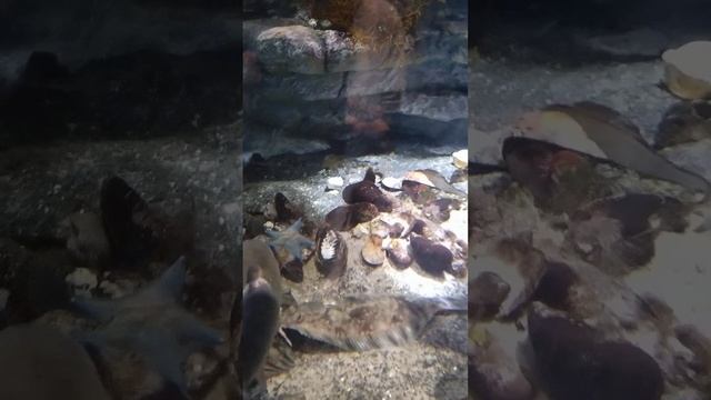рыба отдыхает на дне аквариума