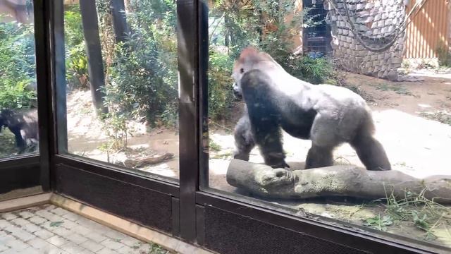 Superhero! MOMOTARO protects Japan and son from danger.🅷🅾🆃【KyotoZoo, Gorilla смотреть онлайн