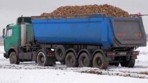 Погрузка и вывоз свеклы / FRANZ KLEINE Cleanliner Classic, БЕЛАРУС 3522, 3022, FENDT 930 и др. /