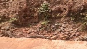 МАНГУСТ Против Черной Мамбы! Мангуст - Убийца Змей.