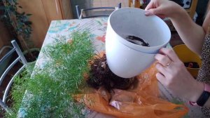 Леди  - "Аспарагус"🪴😍🔥! Пересаживаю 🌱 ещё один аспарагус из своей коллекции ❤️