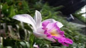 💐🌹flores diversas de orquideas e outras flores 💐🌷various flowers of orchids and other flowers