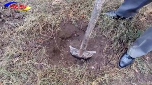 Посадить клён - посадить дерево в Днепре 2017