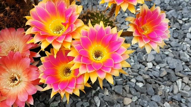 Cacti flowers , echinopsis , trichocereus , lobivia hybrids смотреть онлайн