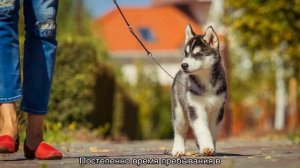Как дрессировать хаски и воспитывать щенка в домашних условиях