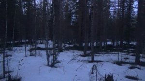 ГЛУХАРИНЫЙ ТОК / КАК НАЙТИ ТОК ГЛУХАРЯ / ГЛУХАРЬ НА ТОКУ / ВИДЕО ОХОТА НА ГЛУХАРЯ