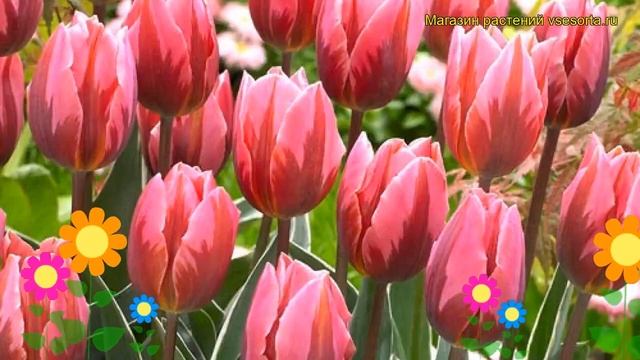 Тюльпан триумф Принцесс Ирен Роуз. Краткий обзор, описание характеристик Princes Irene Rose смотреть онлайн