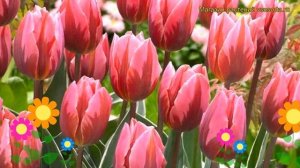 Тюльпан триумф Принцесс Ирен Роуз. Краткий обзор, описание характеристик Princes Irene Rose