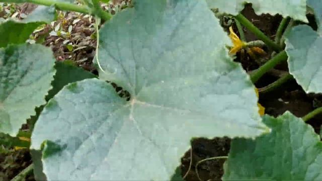 Огурцы Арктика Пуччини Гектор Первый урожай с нашего огорода смотреть онлайн