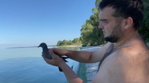 Чей чужак? Поймал Голубя с кольцами! Смотри до Конца!