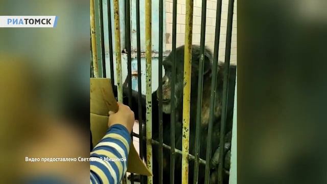 Выставка картин, написанных шимпанзе смотреть онлайн