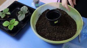 ???Цветочный бизнес. Земля для цветов, глоксиний, фиалок, фуксий, пеларгоний