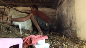 Отек, дойка беременной козы, тяжелые роды, лезу в козу.