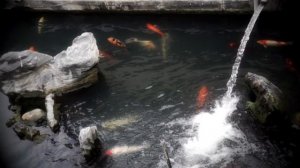 ? Крупные карпы кои в пруду с водопадом