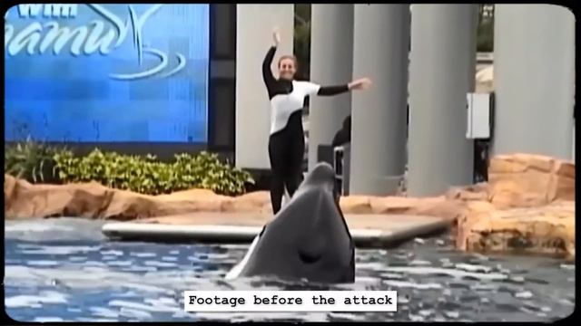 The Horrific Story of a Orca That MAULED Sea World Trainer Dawn Brancheu смотреть онлайн