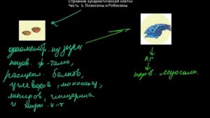 15  Строение эукариотической клетки  Часть5  лизосомы и рибосомы