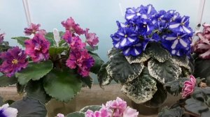 Шапочное цветение фиалки в домашних условиях!